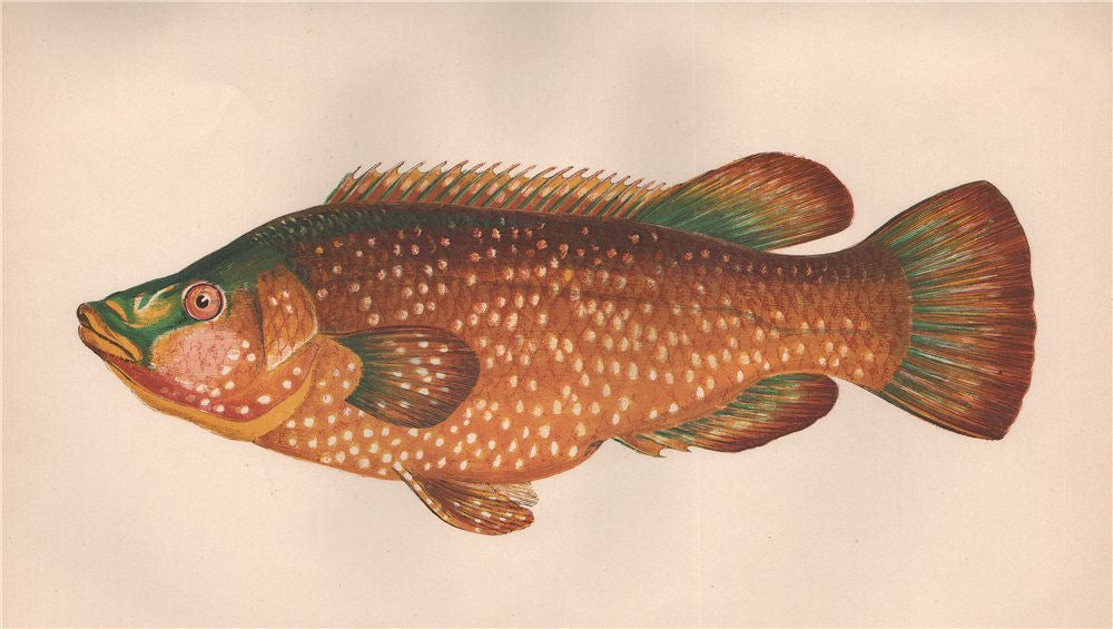 BALLAN WRASSE. Rath, Raagh, Bergle, Turdus. COUCH. Fish 1862 old antique print